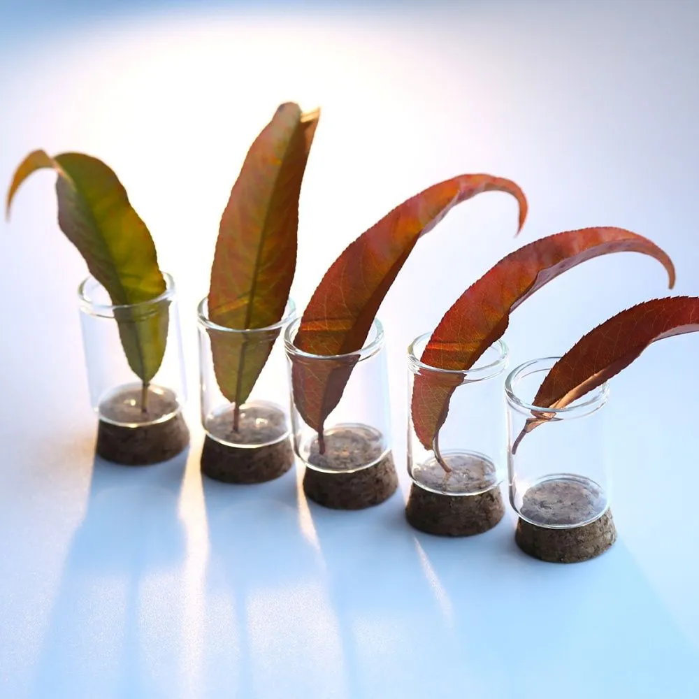 колба с крышкой, прозрачная, 40x30 мм