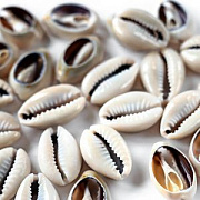 Бусина из ракушки, "Каури", цвет кремовый, 16-22.5х12-17х5-8 мм мм